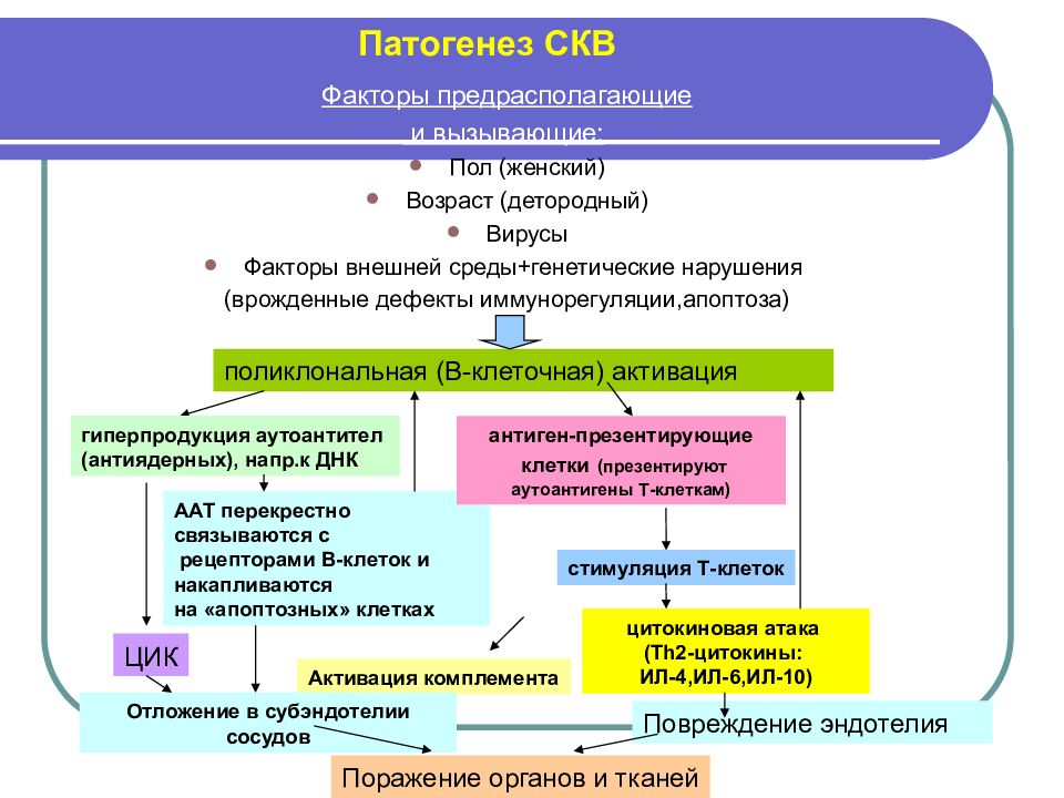 План обследования при системной красной волчанке обязательно включает определение