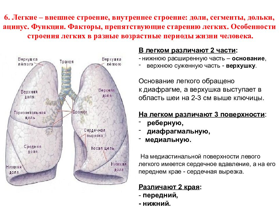 Презентация строение легких