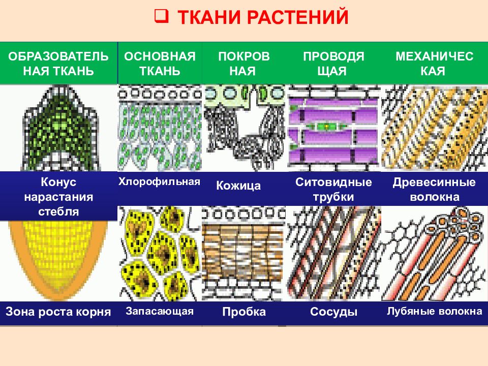 Рассмотри рисунок выбери существенный главный признак для классификации