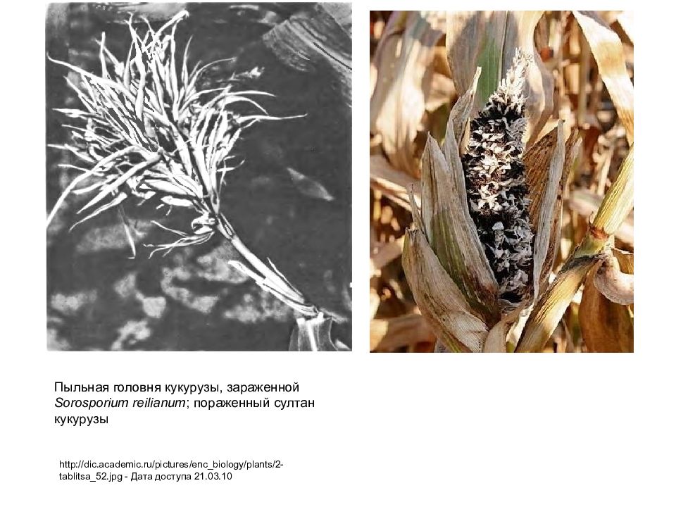 пыльная головня кукурузы. пыльная головня кукурузы. пузырчатая головня кукурузы. болезнь кукурузы пузырчатая головня. пыльная головня кукурузы.