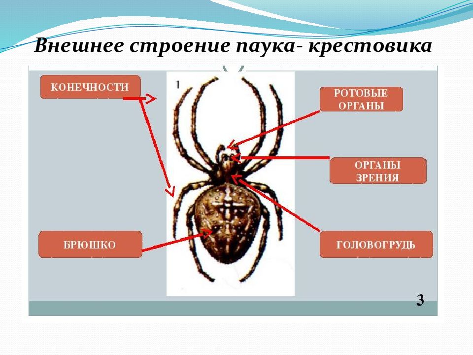 Внешнее строение паука картинка