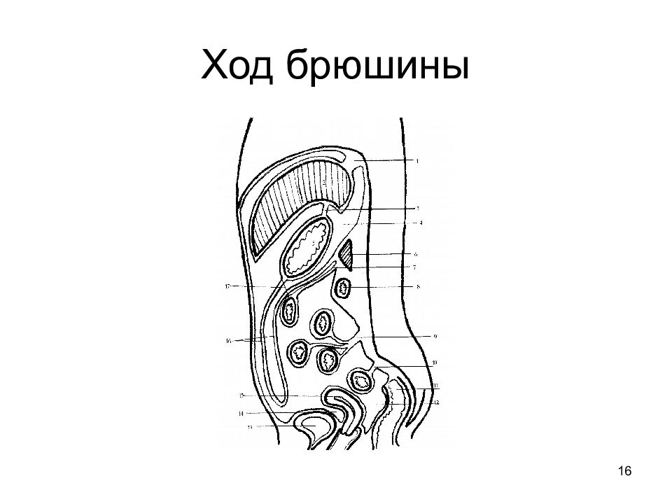 Схема брюшины анатомия