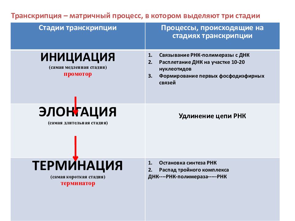 Транскрипция белка. Молекулярные основы наследственности лекция. Транскрипция презентация. Транскрипт презентации. Вспомогательные белки транскрипции.