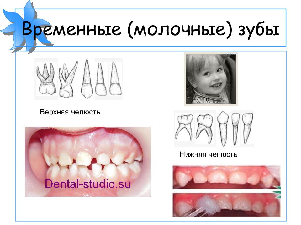 Строение молочного зуба у детей. Временные молочные зубы. Молочные зубы строение челюсти. Временные молочные зубы верхней и нижней челюсти.