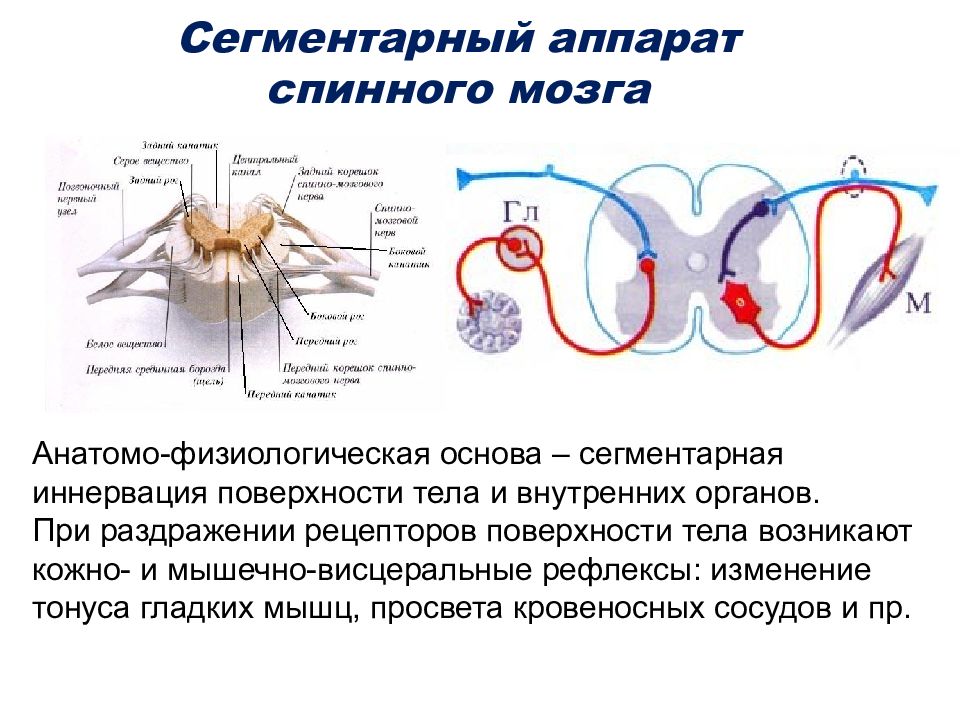 Сегментарно рефлекторный массаж презентация