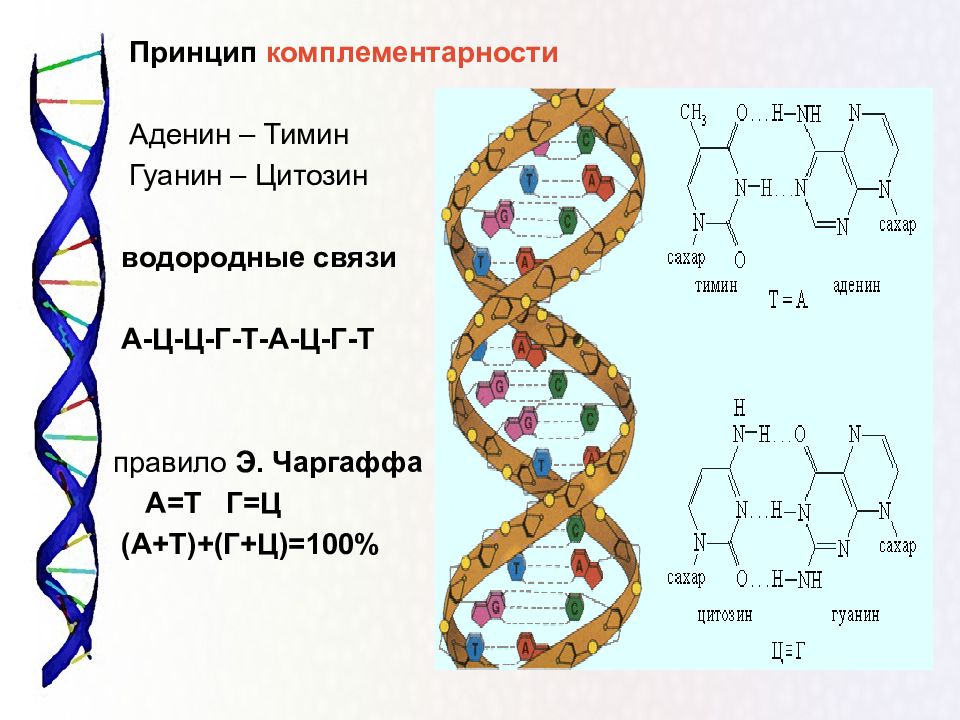 Аминокислоты нуклеиновые кислоты нуклеотиды презентация