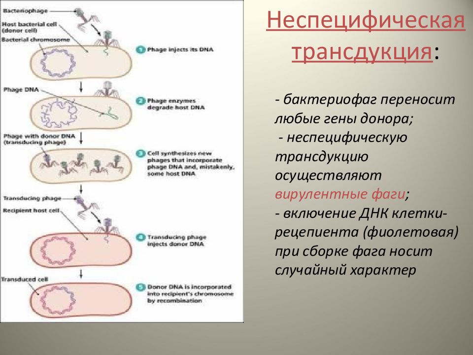 Схема трансдукция у бактерий