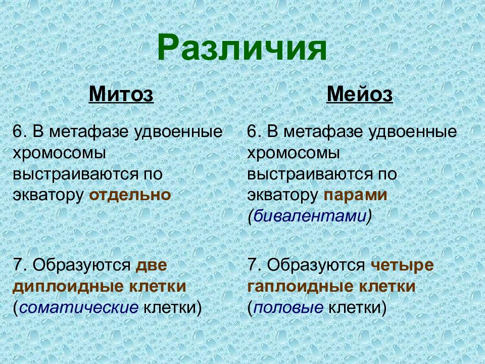 Как различить митоз и мейоз на картинке