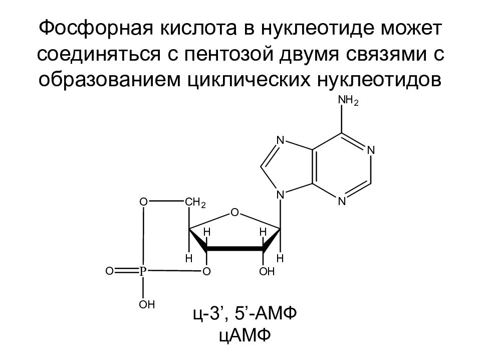 Перечислите функции нуклеотидов. Циклические нуклеотиды (ЦАМФ, ЦГМФ).. Циклический амф формула. Структура циклических нуклеотидов 3,5 ЦАМФ. Приведите строение циклических нуклеотидов: ЦАМФ; ЦГМФ.