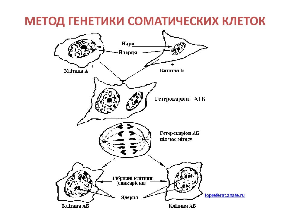 Соматические клетки человека. Генетика соматических клеток метод. Гибридизация соматических клеток метод генетики. Гибридизация соматических клеток схема. Метод культивирования клеток в генетике.