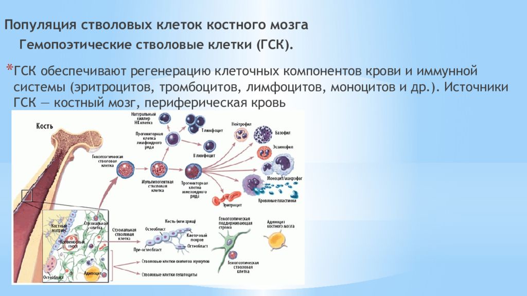 Чем опасны стволовые клетки. Гемопоэтические клетки костного мозга. Понятие популяции клеток стволовые клетки. Стволовые клетки костного мозга. Популяции стволовых клеток в костном мозге.