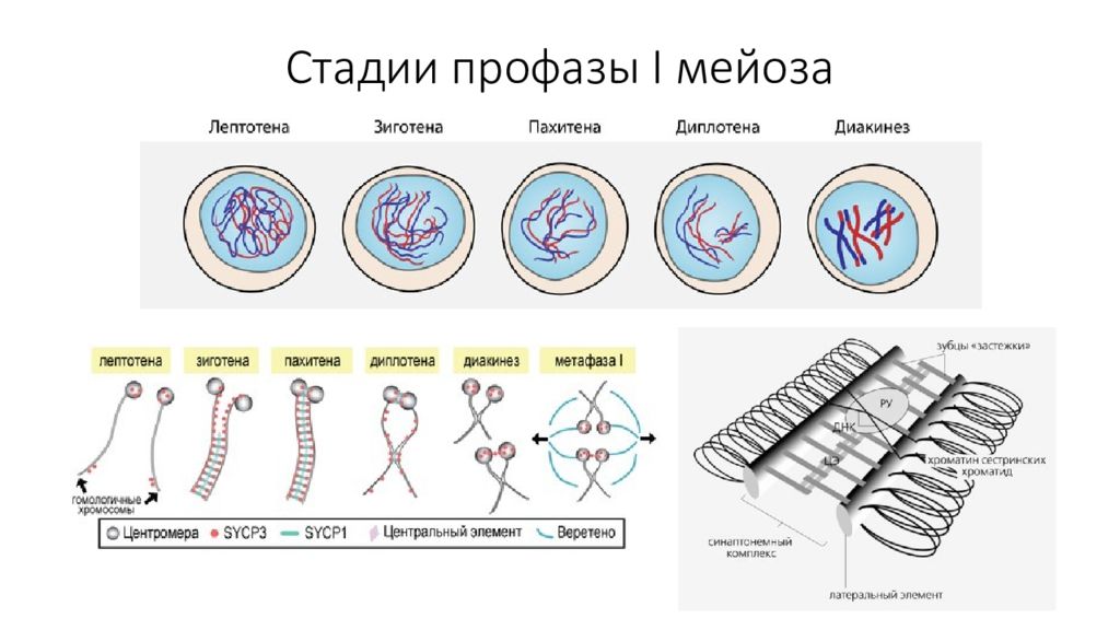 Профаза 1 мейоза. Стадии профазы.