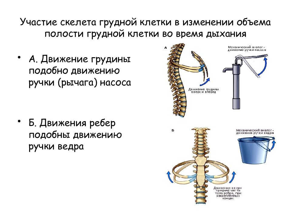 Дыхание грудной клеткой. Движение ребер. Движения грудной клетки. Движение ребер по типу ручки насоса. Движение ребер при вдохе.