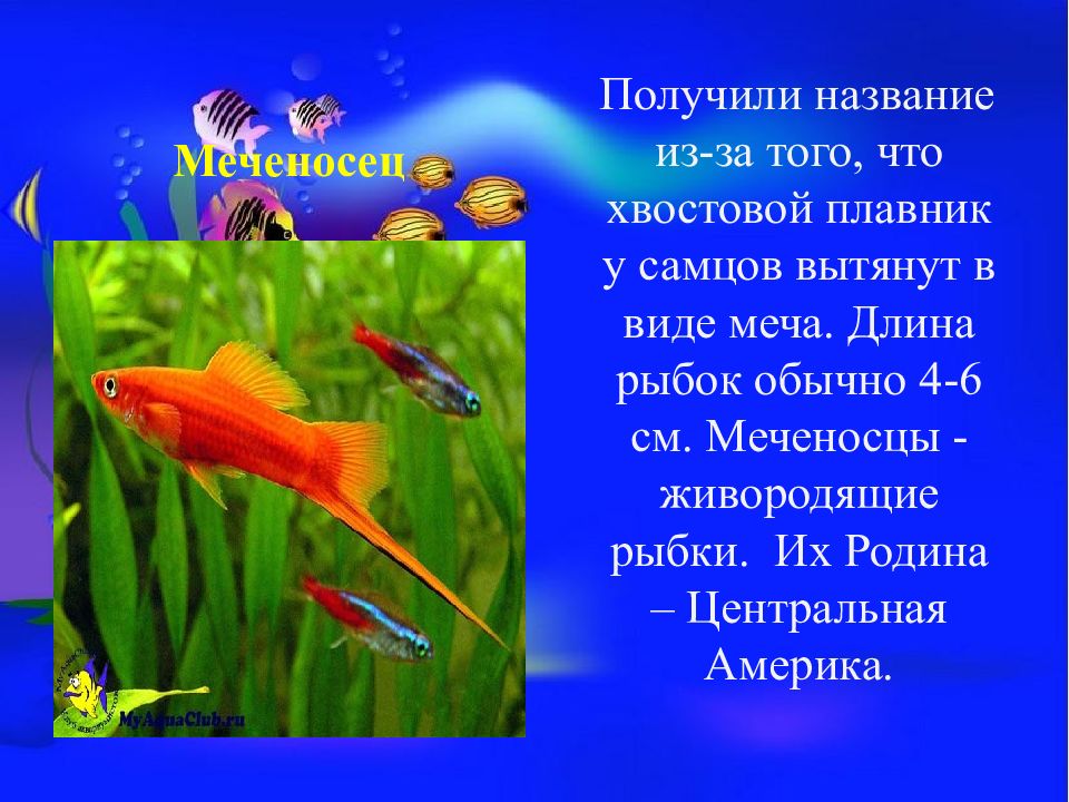 Мир рыб 2 класс. Меченосец Родина рыбки. Родина гуппи аквариумные рыбки 2. Родина гуппи аквариумные рыбки. Меченосец Родина рыбки 2 класс окружающий мир.