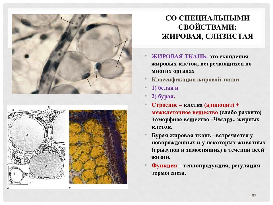 Соединительная жировая ткань рисунок