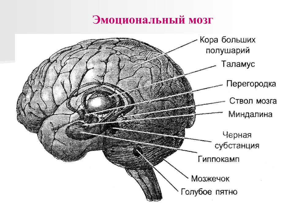 Чувства мозга