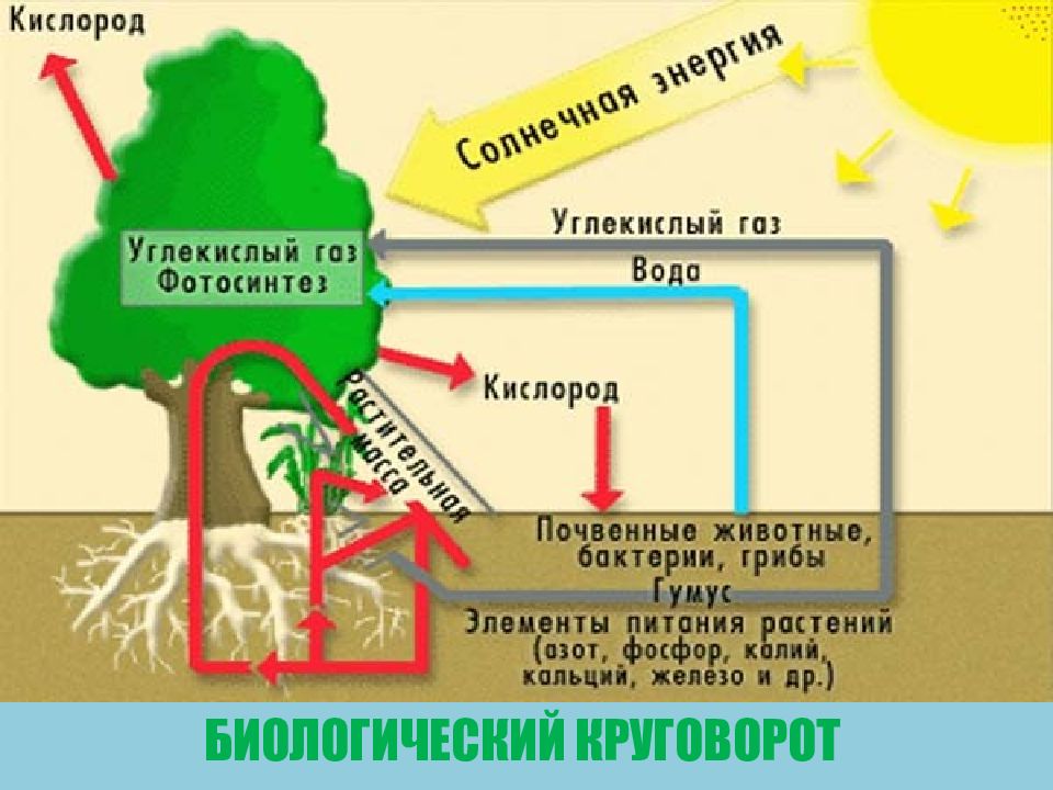 Закономерности географической оболочки 7 класс презентация