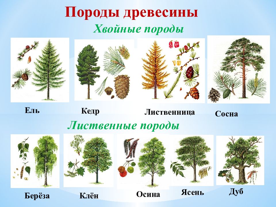 Лиственные породы древесины презентация