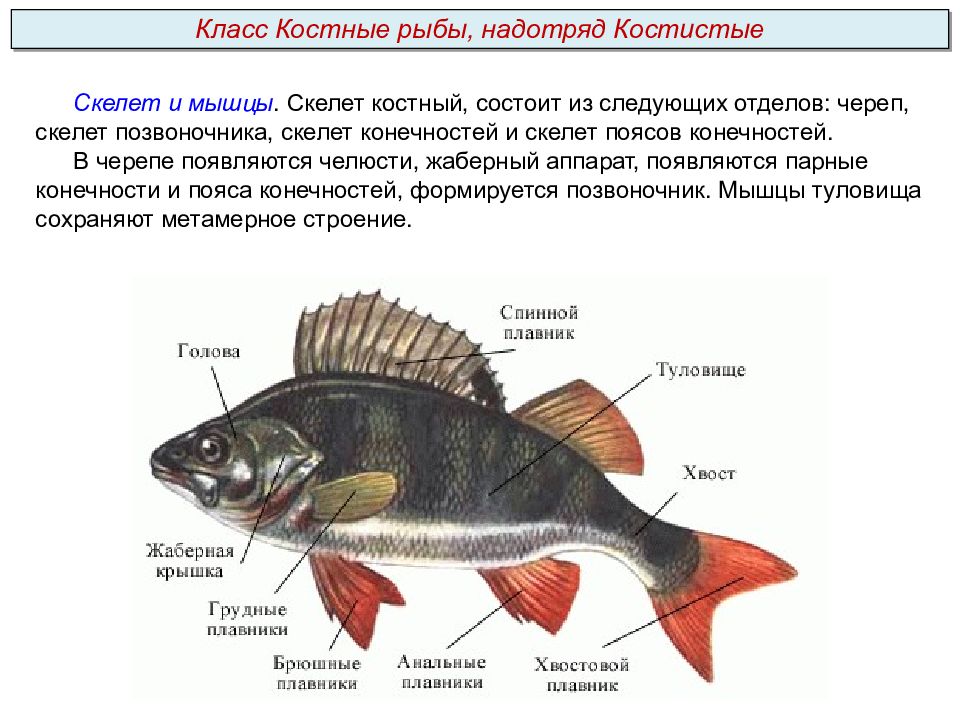 Признаки рыб 3 класс