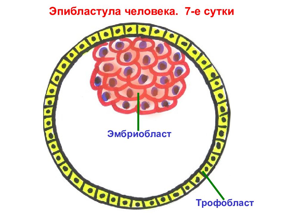 Трофобласт это. Зародыш трофобласт эмбриобласт. Бластоциста эмбриобласт трофобласт. Эпибластула. Образование эмбриобласта и трофобласта.