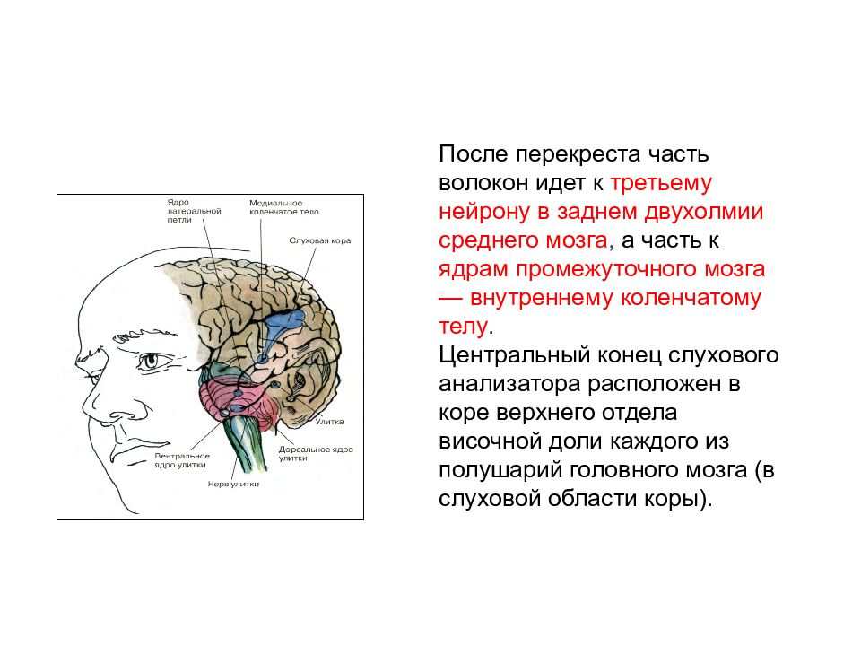 Височная зона. Верхнее двухолмие среднего мозга анализатор. Слуховая область коры расположена. Части слухового анализатора расположены в доле мозга. Перекресты среднего мозга.