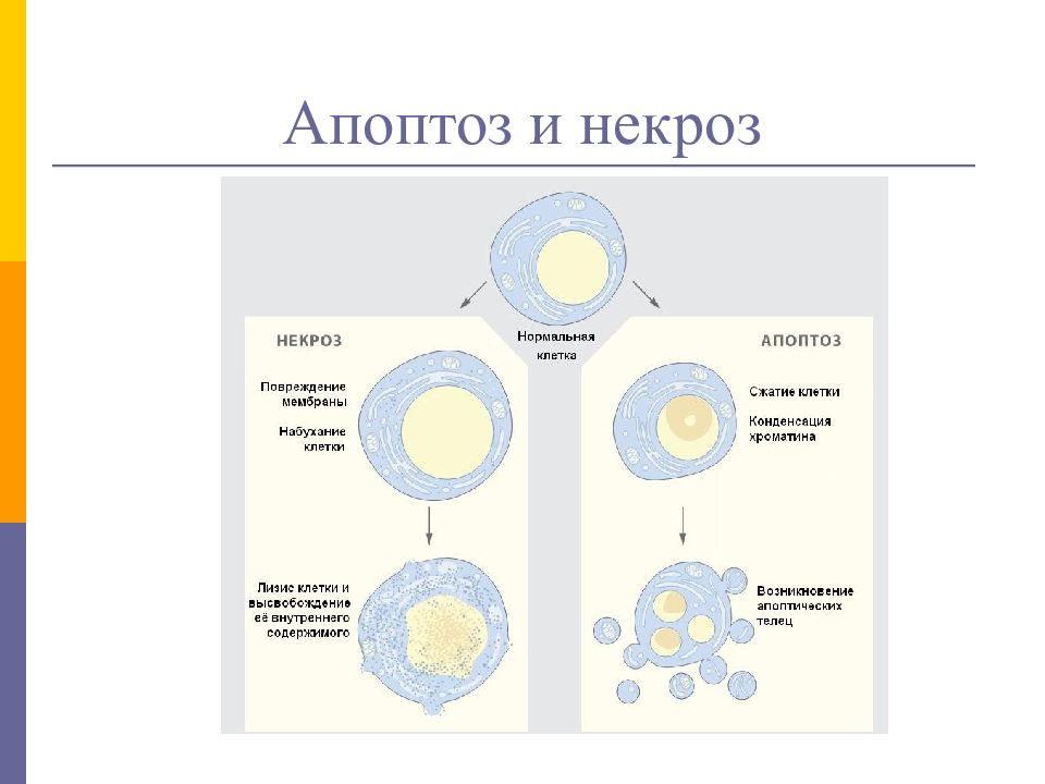 Отличие некроза от апоптоза. Апоптоз и некроз. Некроз и апоптоз клетки. Некроз и апоптоз патанатомия. Некроз и апоптоз патологическая анатомия.