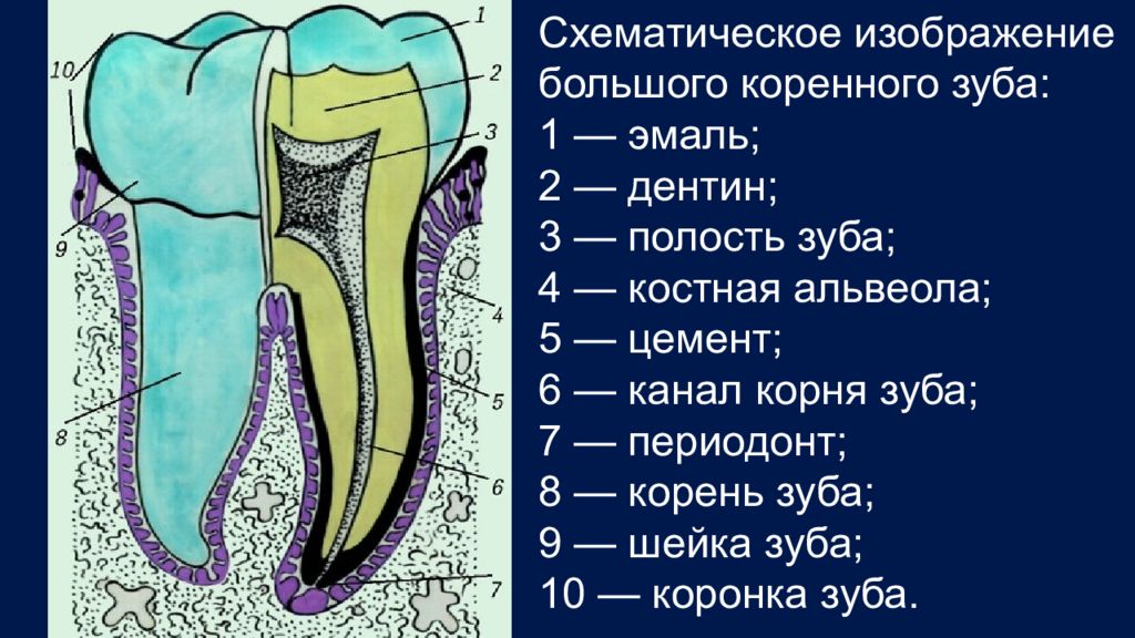 В чем особенность строения дентина какую функцию. Зуб эмаль дентин пульпа. Периодонт пульпа дентин. Ткани зуба периодонт строение.