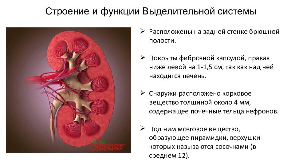 Строение почек вывод. Выделительная система строение и функции почек. Функции выделительной системы. Структура и функции выделительной системы. Функции почек в выделительной системе.