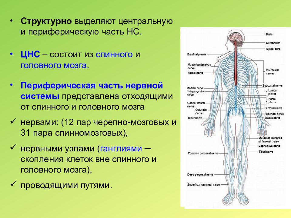 Центр периферическая нервной системы. Строение нервной системы ЦНС И ПНС. Анатомо-физиологические характеристики центральной нервной системы. Нервная система ЦНС И ПНС схема. Периферическая часть нервной системы состоит из.