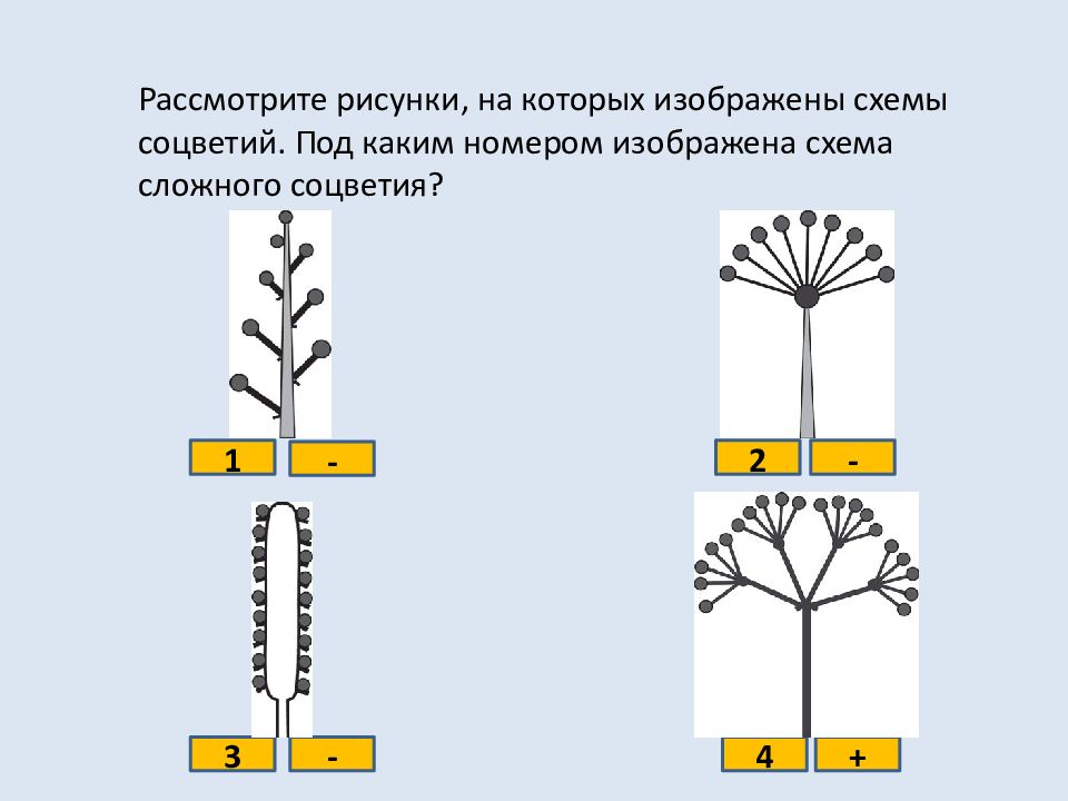 Укажите под какими номерами на рисунке изображены простые а под какими сложные соцветия