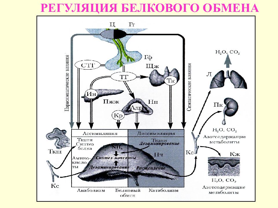 Регуляция обменов. Регуляция белкового жирового обмена. Механизмы регуляции белкового обмена. Регуляция обмена белков физиология. Регуляция обмена белков биохимия.