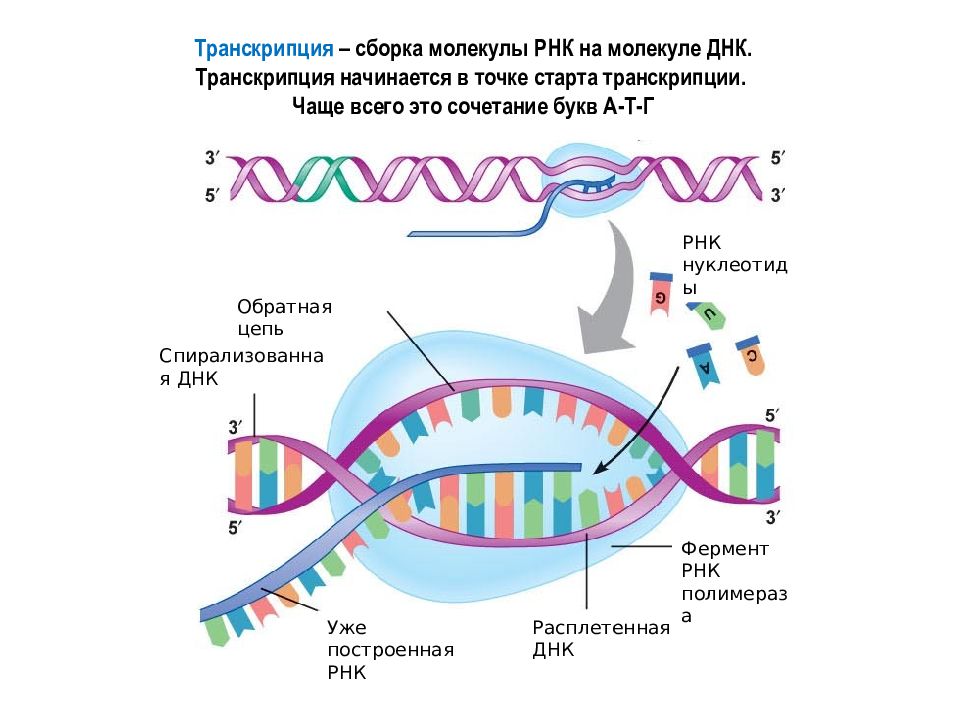 Участок молекулы рнк. Транскрипция Синтез РНК на матрице ДНК. Схема транскрипции молекулы ДНК. Транскрипция схема синтеза РНК. Транскрипция молекулы РНК.