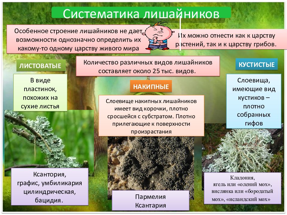 Особенности лишайников. Характеристика накипных лишайников. Лишайники накипные листовые кустистые. Кустистые лишайники пармелия ягель. Лишайники классификация таблица.