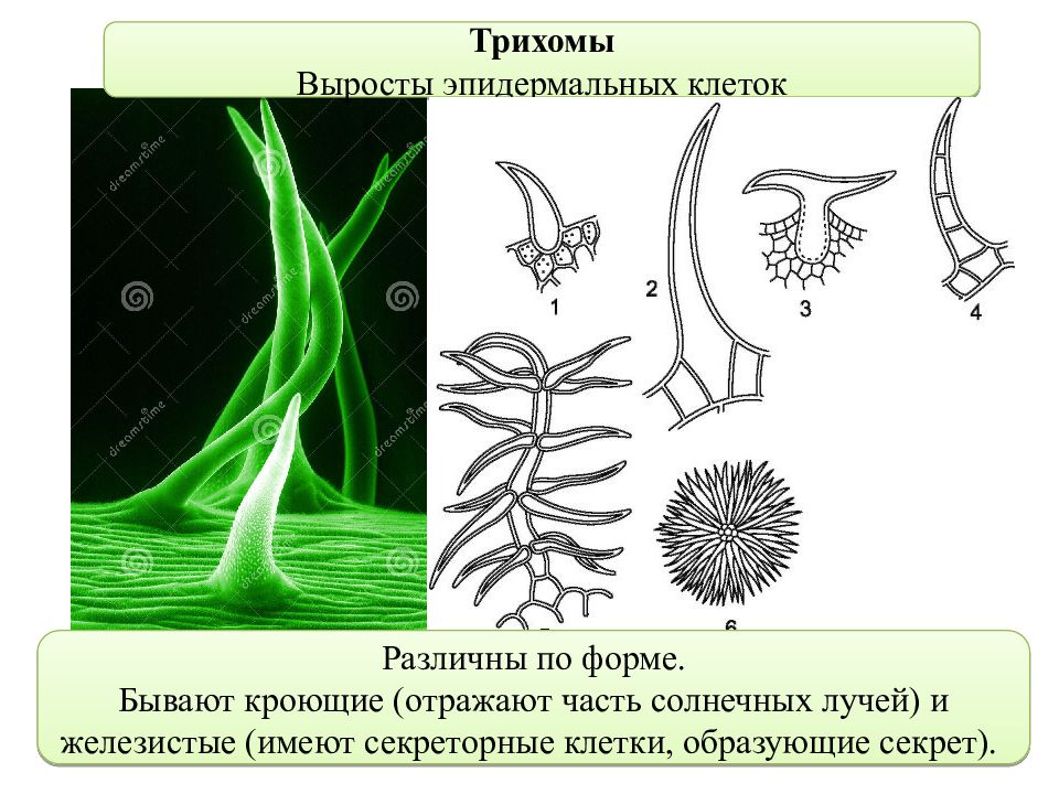 Железистые волоски крапивы. Трихомы у растений. Волоски трихомы. Формы и типы трихом эмергенцы. Трихомы эпидермы.
