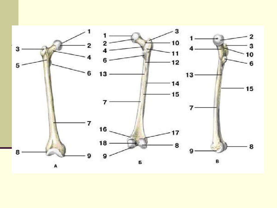 Функции костей верхних конечностей человека. Малый вертел бедренной кости. Кости таза и нижних конечностей анатомия. Большие вертелы бедренных костей. Большая бедренная кость.