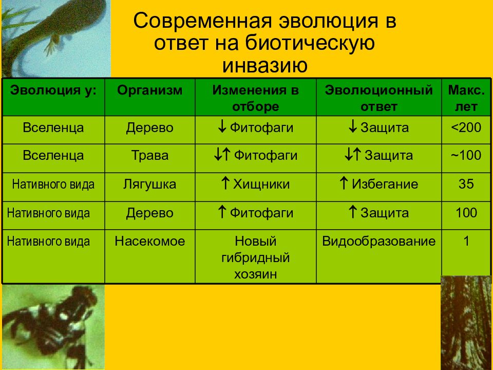 Вопрос ответ эволюция. Фитофагия примеры в биологии. Биотическая Эволюция примеры. Экосистемная Эволюция. Биотическая Эволюция период.