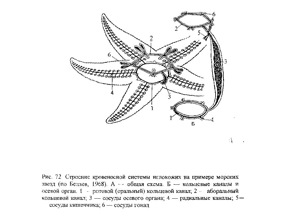 Строение морской. Амбулакральная система иглокожих схема. Внутреннее строение иглокожих схема. Псевдогемальная система иглокожих. Амбулакральная система морской звезды схема.