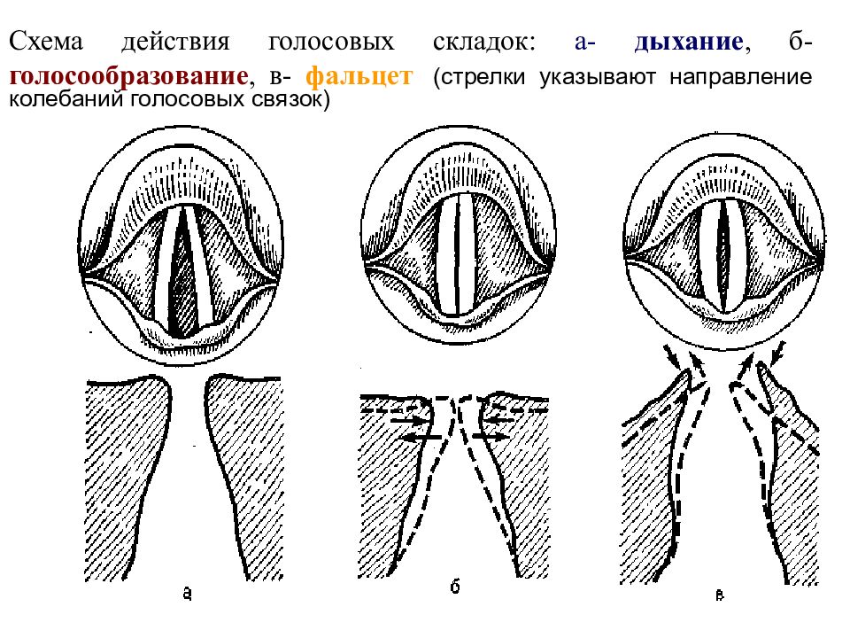 Где расположены голосовые связки у человека рисунок