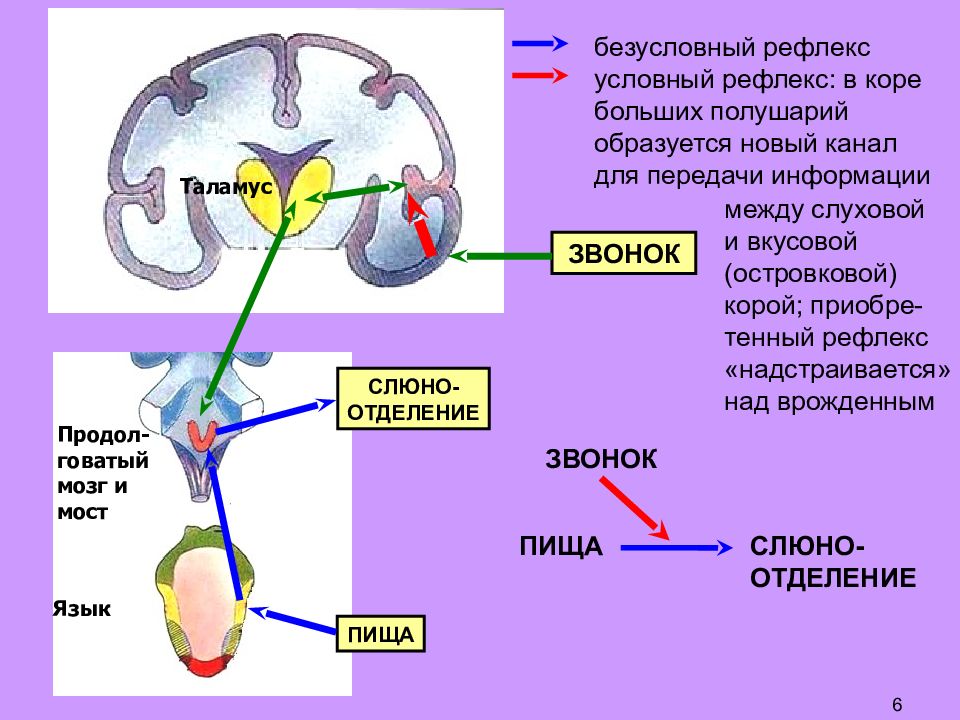Рефлекторная дуга с мозгом. Рефлекторная дуга вкусового анализатора схема. Отдел образования условных рефлексов в головном мозге. Рефлекс среднего мозга схема. Рефлекторная дуга головной мозг.