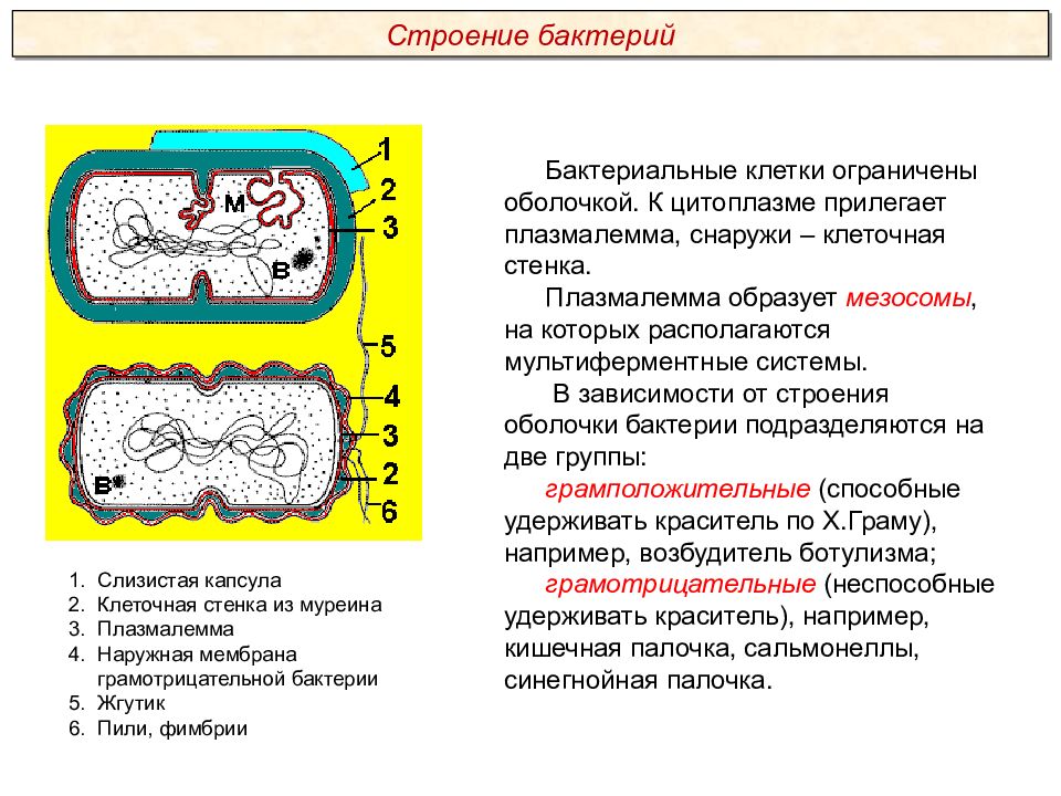 Каковы особенности строения и жизнедеятельности. Какова значение этой структуры жизнедеятельности клетки. Строение жизнедеятельности грызунов. Особенности строения и жизнедеятельности вирусов.