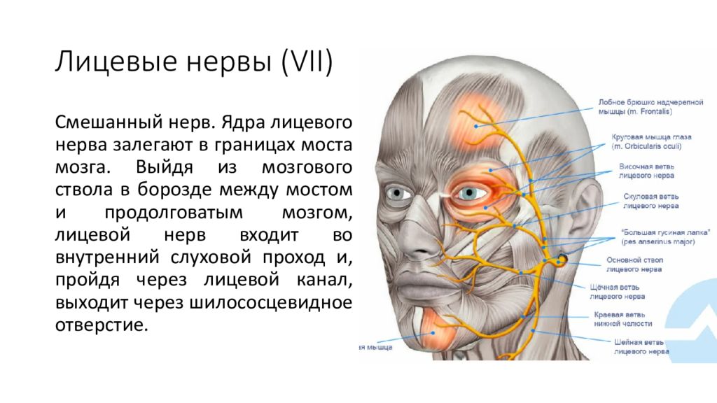 Лицевой нерв является. Ядра лицевого нерва. Невры лицевые.