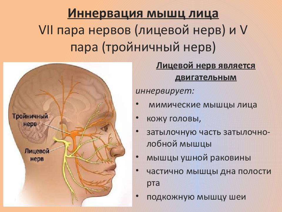 Нервы головы симптомы и лечение