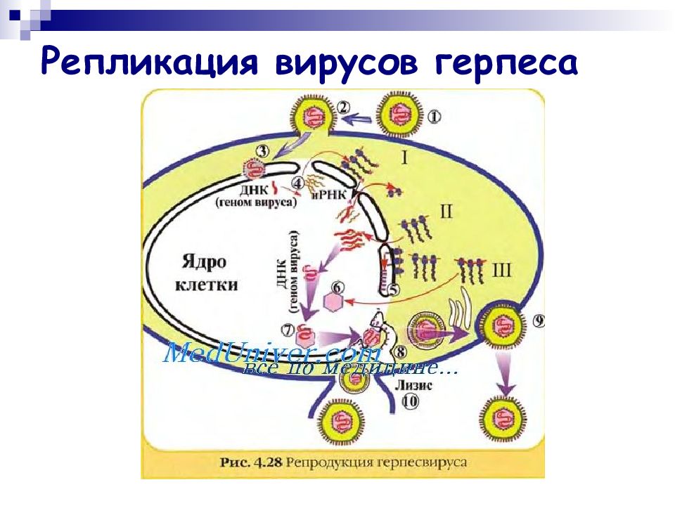 Вирус герпеса презентация микробиология