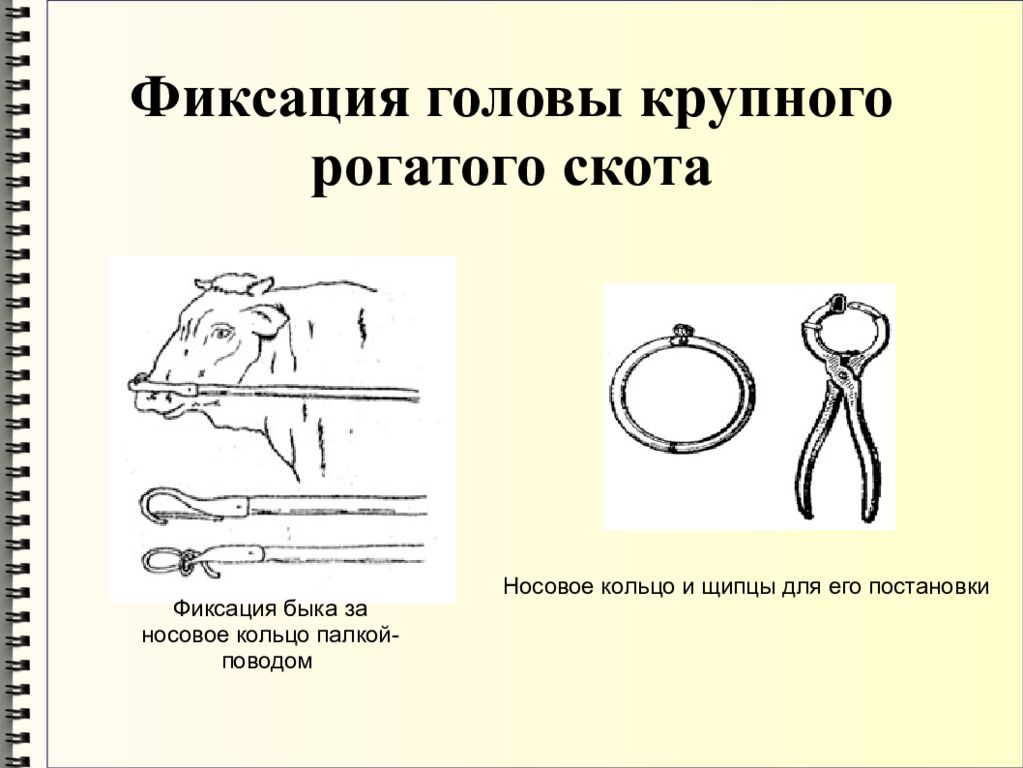 Фиксация это. Фиксация крупного рогатого скота. Фиксация крупного рогатого скота головы. Фиксация крупного рогатого скота за носовую. Фиксация быка.