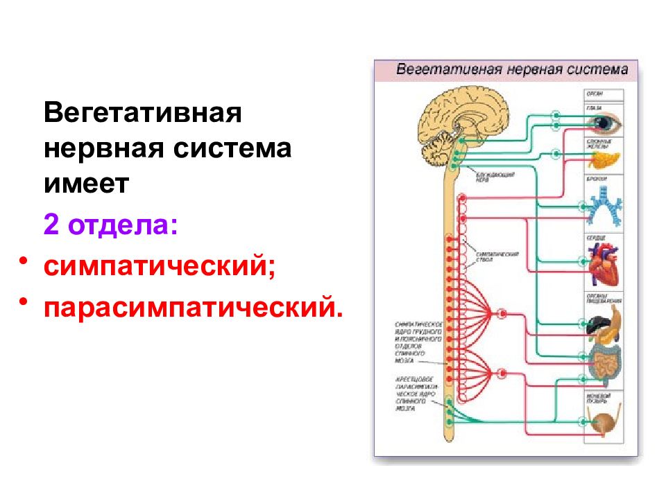 Презентация вегетативная нервная система неврология