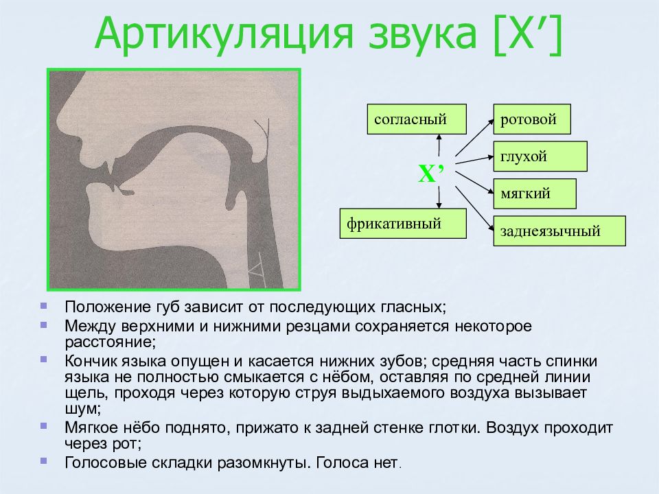 Артикуляция. Артикуляция звука х. Профиль звука х. Правильная артикуляция звука х. Постановка звука х.