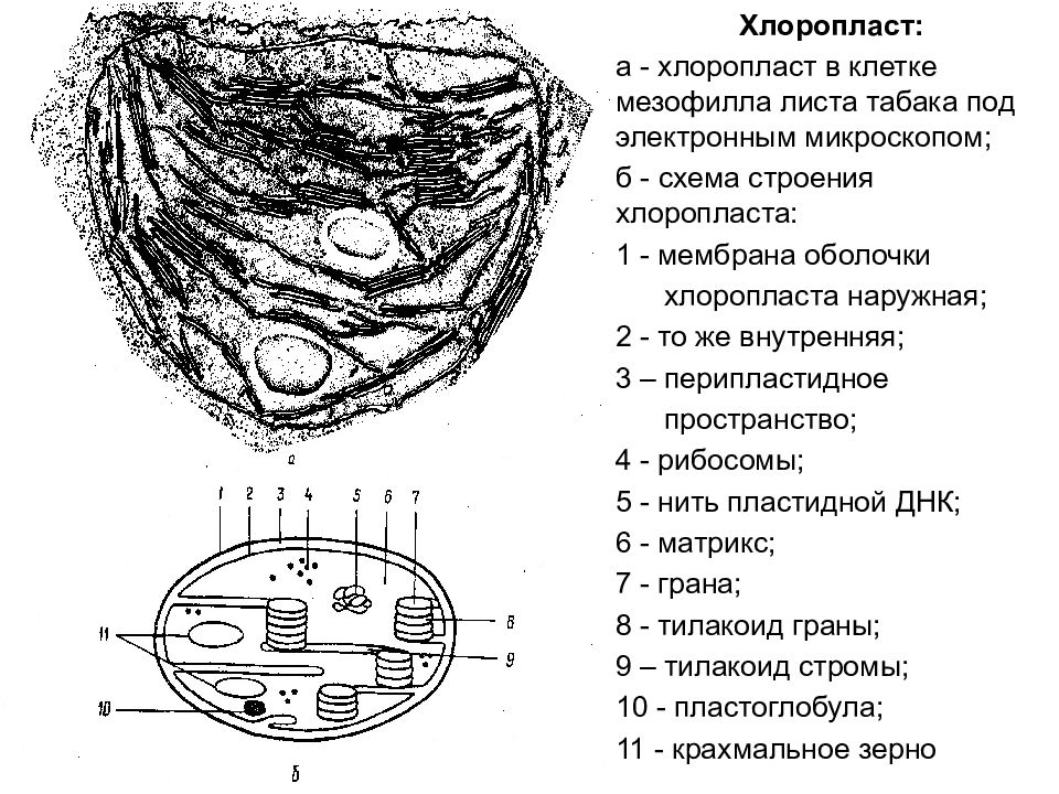 Строение хлоропласта микроскоп