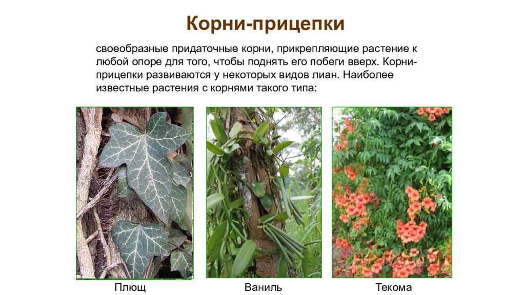 придаточные корни прицепки. плющ видоизменение корня. корни прицепки плюща. корни прицепки значение. корни прицепки значение.