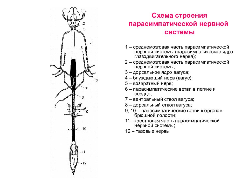 Схема строения парасимпатической нервной системы