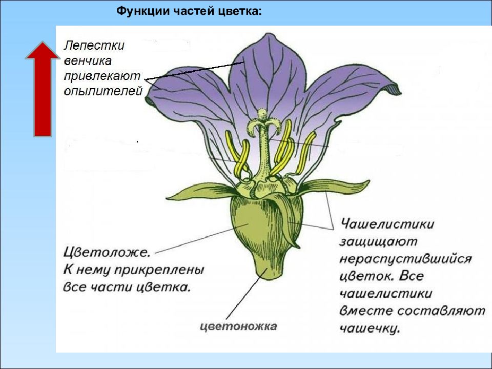 Рассмотрите изображение цветка и выполните задания какую функцию в цветке выполняет завязь